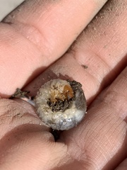 Scarabaeidae