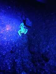 Pseudouroctonus reddelli