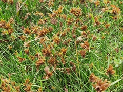 Cyperus polystachyos
