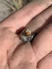 Scarabaeidae