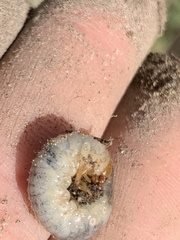 Scarabaeidae