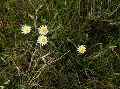 Taraxacum glaucanthum