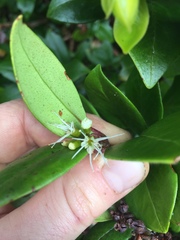 Metrosideros albiflora