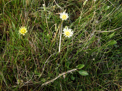 Taraxacum glaucanthum