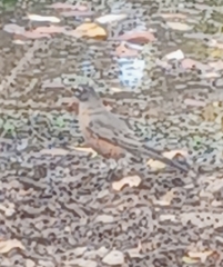 Turdus migratorius