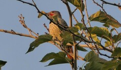Colaptes auratus luteus × cafer