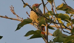 Colaptes auratus luteus × cafer