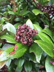 Metrosideros albiflora