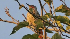 Colaptes auratus luteus × cafer