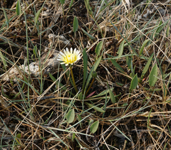 Taraxacum glaucanthum