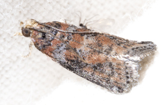 Sciota rubrisparsella