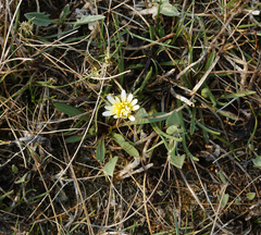 Taraxacum glaucanthum
