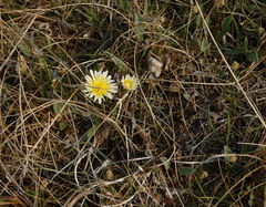Taraxacum glaucanthum