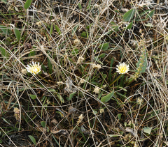 Taraxacum glaucanthum