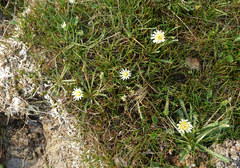 Taraxacum glaucanthum