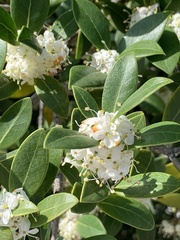 Osmanthus heterophyllus