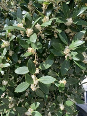 Osmanthus heterophyllus