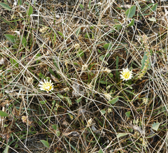 Taraxacum glaucanthum