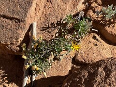 Heterotheca