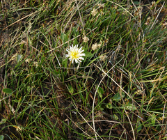 Taraxacum glaucanthum
