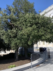 Osmanthus heterophyllus