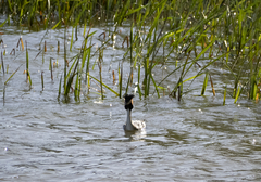 Podiceps cristatus australis