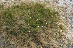 Taraxacum glaucanthum