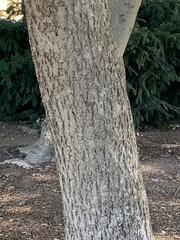 Osmanthus heterophyllus