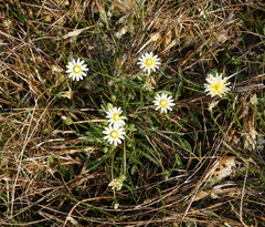 Taraxacum glaucanthum