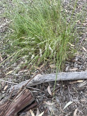 Poa labillardierei