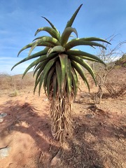 Aloe marlothii