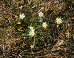 Taraxacum glaucanthum