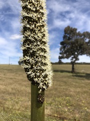 Xanthorrhoea caespitosa