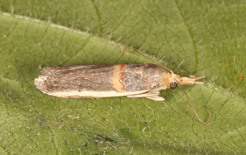 Gold-banded Etiella Moth photo 5