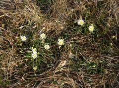 Taraxacum glaucanthum