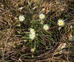Taraxacum glaucanthum