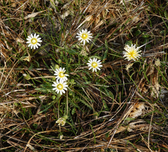 Taraxacum glaucanthum
