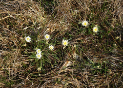 Taraxacum glaucanthum