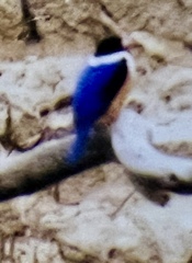 Halcyon pileata