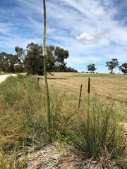 Xanthorrhoea caespitosa