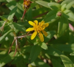 Pectis multiflosculosa