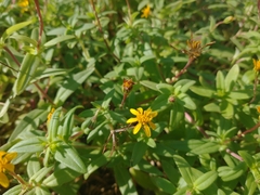 Pectis multiflosculosa