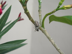Phidippus