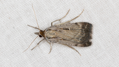 Tathorhynchus fallax