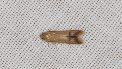 Tachystola hemisema