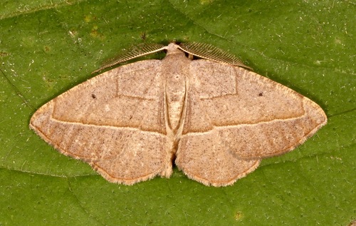 Eusarca geniculata photo 4