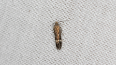 Aproaerema simplexella