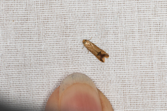 Tachystola hemisema