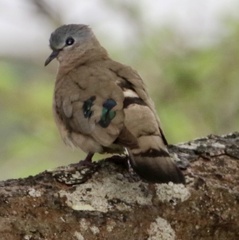 Turtur chalcospilos