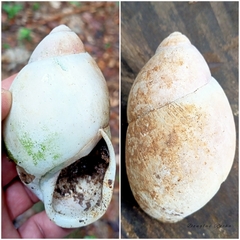 Megalobulimus